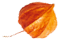 https://grecia-bella.click/wp-content/uploads/2020/12/small_leaf_05.png
